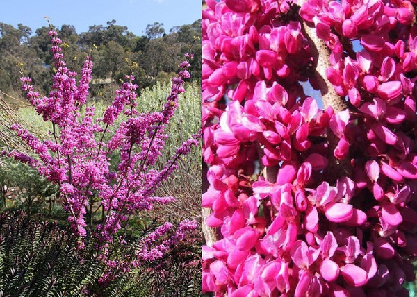 Cercis chinensis Avondale / Kínai júdásfa