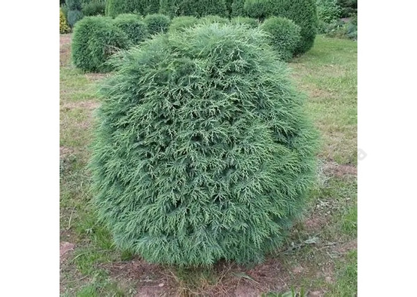 Chamaecyparis lawsoniana Silver Globus / Kék gömb oregoni hamisciprus Chamaecyparis lawsoniana Silver Globus / Kék gömb oregoni hamisciprus