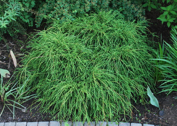 Chamaecyparis Pisifera Filifera Nana / Fonalas szavára törpe hamisciprus Chamaecyparis Pisifera Filifera Nana / Fonalas szavára törpe hamisciprus