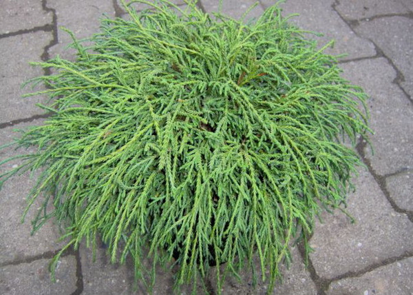 Chamaecyparis Pisifera Filifera Nana / Fonalas szavára törpe hamisciprus Chamaecyparis Pisifera Filifera Nana / Fonalas szavára törpe hamisciprus