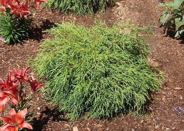 Chamaecyparis Pisifera Filifera Nana / Fonalas szavára törpe hamisciprus Chamaecyparis Pisifera Filifera Nana / Fonalas szavára törpe hamisciprus