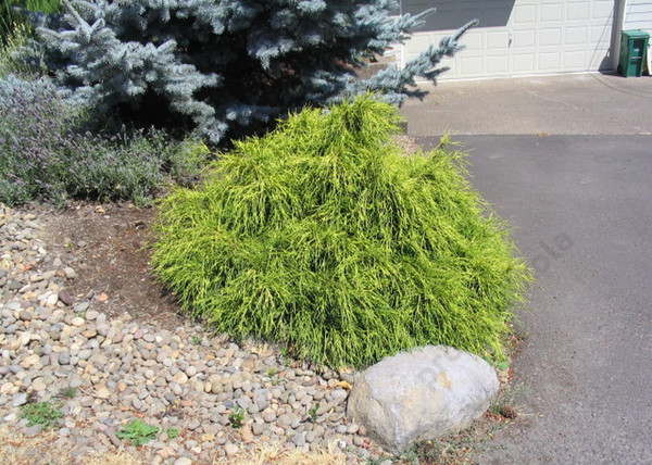 Chamaecyparis Pisifera Sungold / Aranyszínű szavára hamisciprus