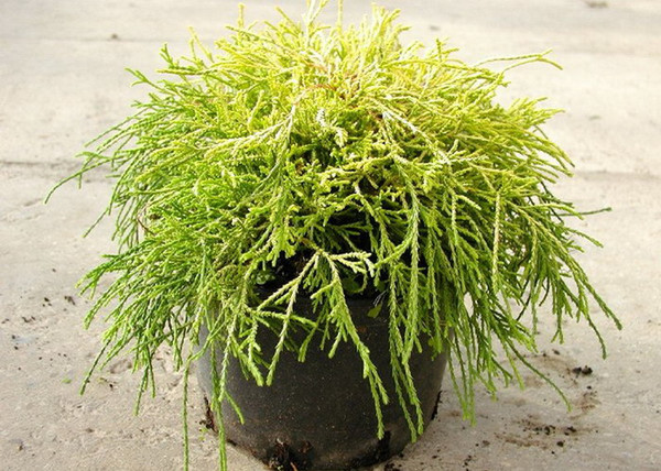 Chamaecyparis Pisifera Sungold / Aranyszínű szavára hamisciprus