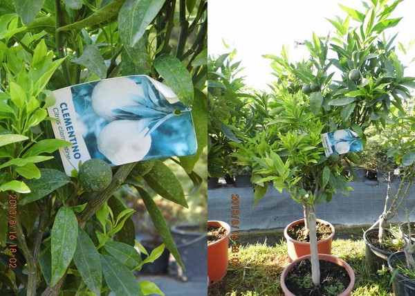 Citrus Clementina Clementino / Klementin mandarin