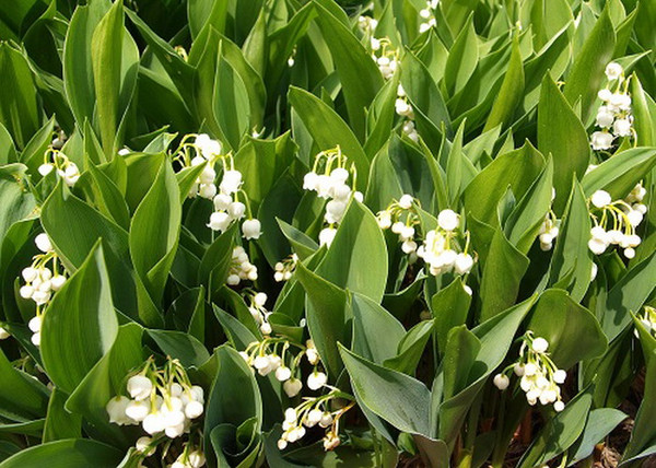 Convallaria majalis / Májusi gyöngyvirág