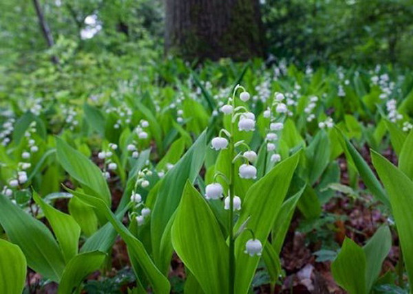 Convallaria majalis / Májusi gyöngyvirág