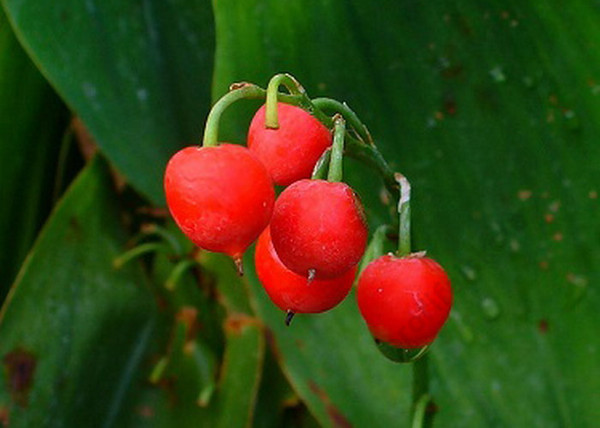 Convallaria majalis / Májusi gyöngyvirág