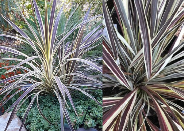 Cordyline Australis Electric Flash / Tarka levelű bunkóliliom