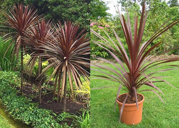 Cordyline australis Red Star / Bordó levelű Déli bunkóliliom