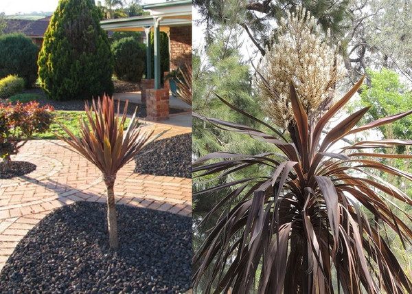 Cordyline australis Red Star / Bordó levelű Déli bunkóliliom