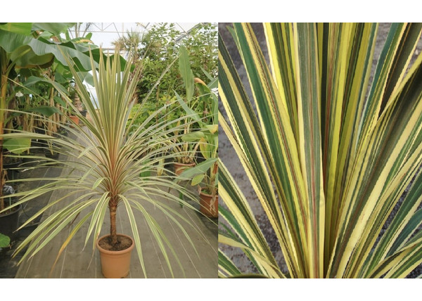 Cordyline australis torbay dazzler / Takra levelű déli bunkóliliom