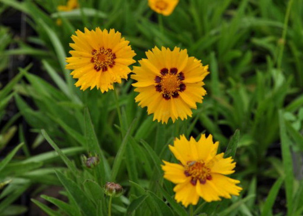 Coreopsis grandiflora sunfire / Nagyfészkű menyecskeszem