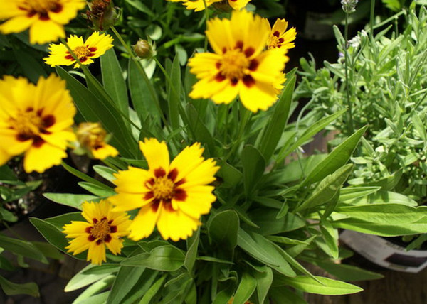 Coreopsis grandiflora sunfire / Nagyfészkű menyecskeszem