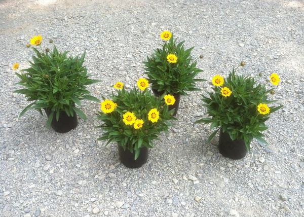 Coreopsis grandiflora sunfire / Nagyfészkű menyecskeszem