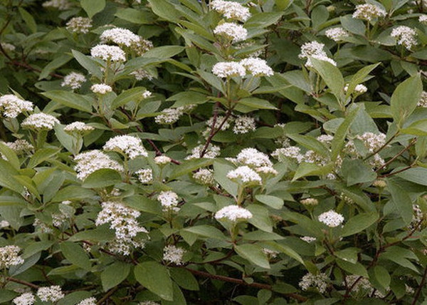 Cornus alba Kesselringii / Feketevesszejű fehér som