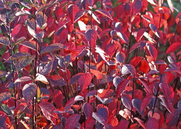 Cornus alba Kesselringii / Feketevesszejű fehér som