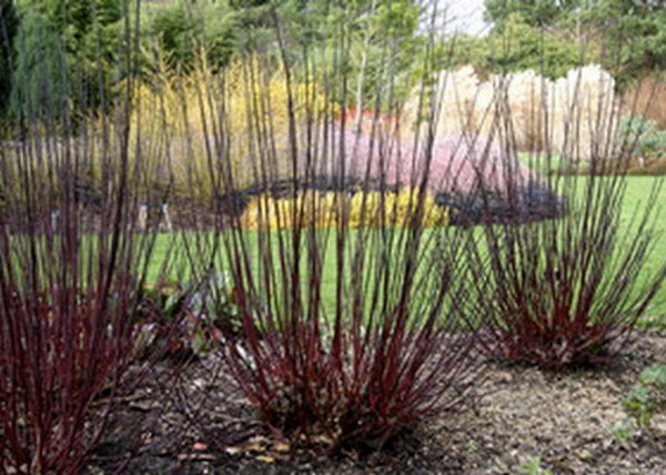 Cornus alba Kesselringii / Feketevesszejű fehér som