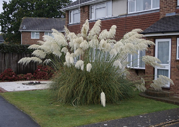 Cortaderia selloana White Plume / Pampafű fehér