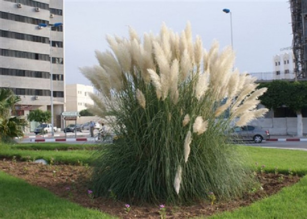 Cortaderia selloana White Plume / Pampafű fehér