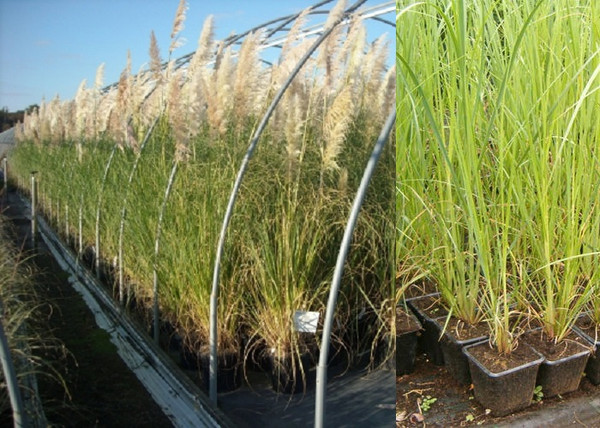 Cortaderia selloana White Plume / Pampafű fehér