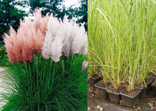 Cortaderia selloana Rosea / Pampafű rózsaszín Cortaderia selloana Rosea / Pampafű rózsaszín