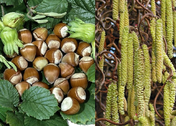 Corylus avellana Cosford / Étkezési mogyoró