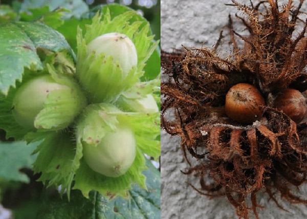 Corylus colurna / Török Mogyoró