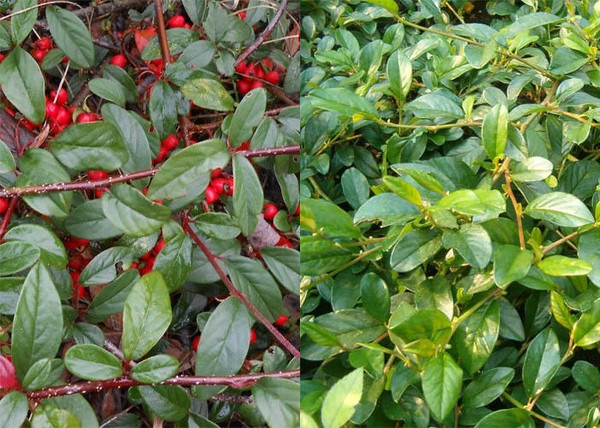 Cotoneaster hybrid Bella / Szőnyeg madárbirs Bella