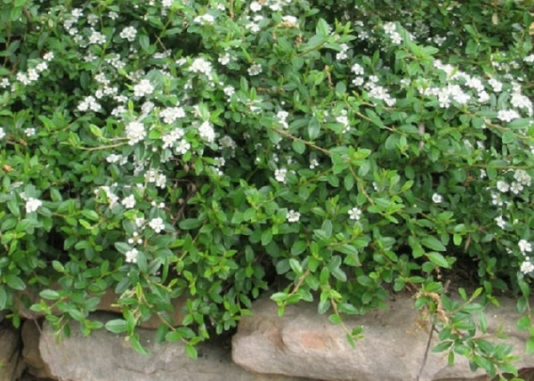 Cotoneaster hybrid Bella / Szőnyeg madárbirs Bella