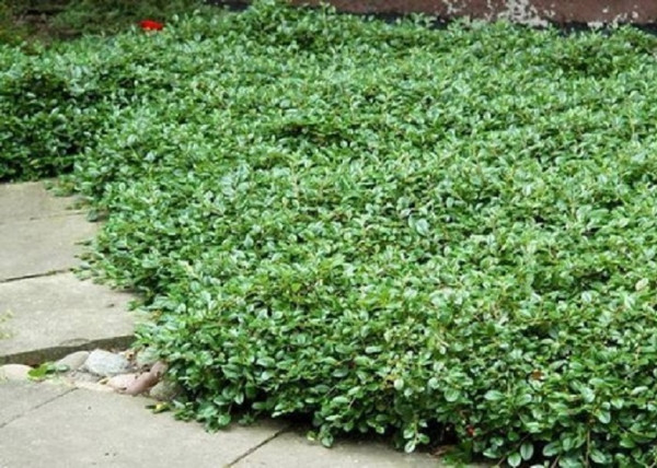 Cotoneaster hybrid Bella / Szőnyeg madárbirs Bella