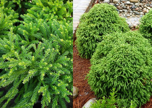 Cryptomeria japonica Globosa Nana / Törpe gömb japánciprus Cryptomeria japonica Globosa Nana / Törpe gömb japánciprus