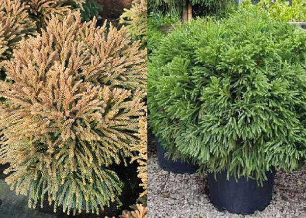 Cryptomeria japonica Globosa Nana / Törpe gömb japánciprus Cryptomeria japonica Globosa Nana / Törpe gömb japánciprus
