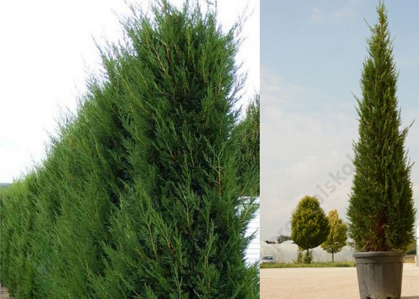 Cupressocyparis leylandii Pyramidalis / Oszlopos leylandi ciprus Cupressocyparis leylandii Pyramidalis / Oszlopos leylandi ciprus