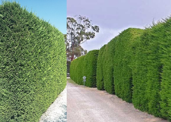 Cupressocyparis leylandii Pyramidalis / Oszlopos leylandi ciprus Cupressocyparis leylandii Pyramidalis / Oszlopos leylandi ciprus