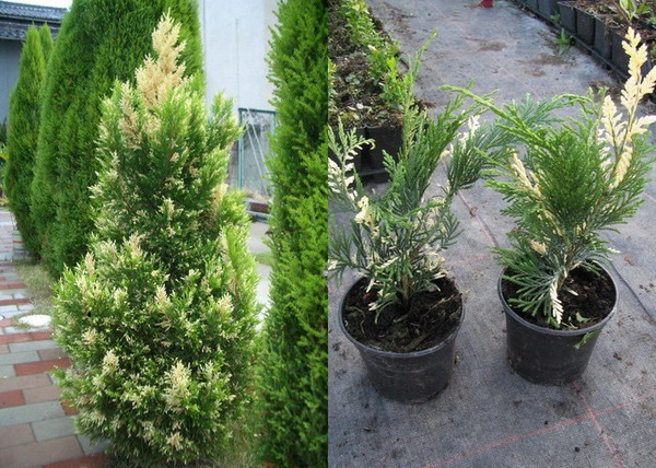 Cupressocyparis leylandii Silver dust / Tarka leylandi ciprus