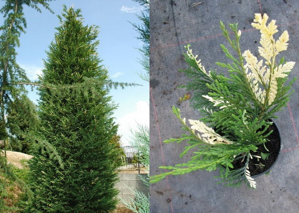 Cupressocyparis leylandii Silver dust / Tarka leylandi ciprus