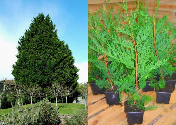 Cupressocyparis leylandii / Leylandi ciprus