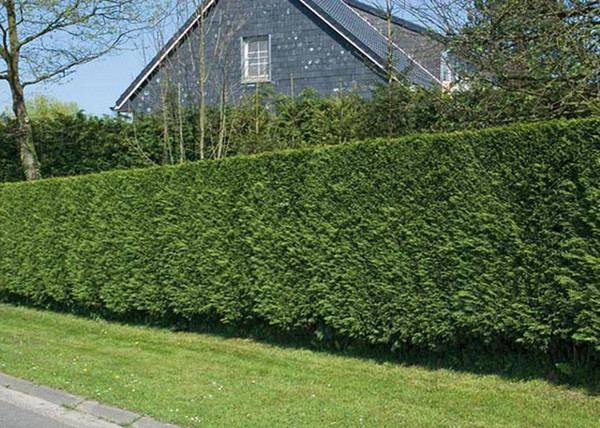 Cupressocyparis leylandii / Leylandi ciprus