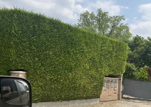 Cupressocyparis leylandii / Leylandi ciprus
