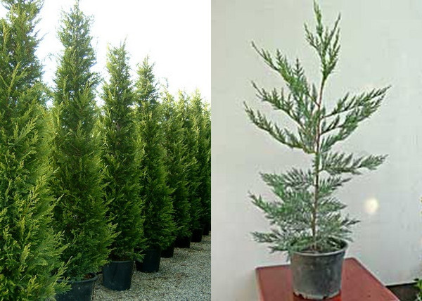 Cupressocyparis leylandii / Leylandi ciprus