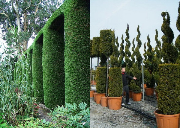 Cupressocyparis leylandii / Leylandi ciprus