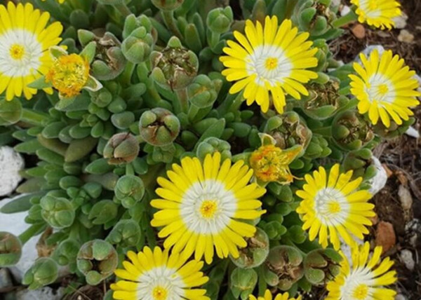 Delosperma cooperi Ice Cream Yellow / Sárga virágszínű kristályvirág Delosperma cooperi Ice Cream Yellow / Sárga virágszínű kristályvirág