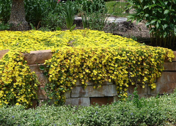 Delosperma cooperi Ice Cream Yellow / Sárga virágszínű kristályvirág Delosperma cooperi Ice Cream Yellow / Sárga virágszínű kristályvirág