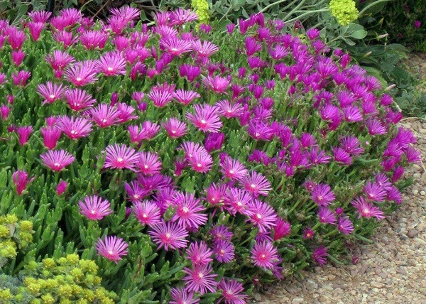 Delosperma cooperi / Bíborvörös Délvirág, Kristályvirág