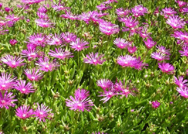Delosperma cooperi / Bíborvörös Délvirág, Kristályvirág