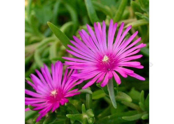 Delosperma cooperi / Bíborvörös Délvirág, Kristályvirág
