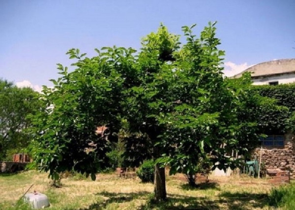 Diospyros Kaki Vaniglia / Datolyaszilva Vaniglia