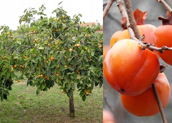 Diospyros kaki Rojo Brillante / Datolyaszilva Rojo Brillante Diospyros kaki Rojo Brillante / Datolyaszilva Rojo Brillante