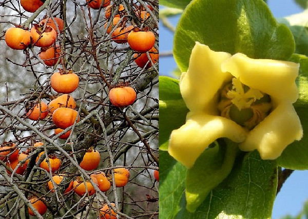 Diospyros kaki Rojo Brillante / Datolyaszilva Rojo Brillante Diospyros kaki Rojo Brillante / Datolyaszilva Rojo Brillante