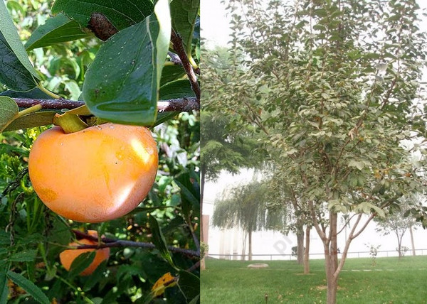 Diospyros kaki Tipo / Datolyaszilva Tipo